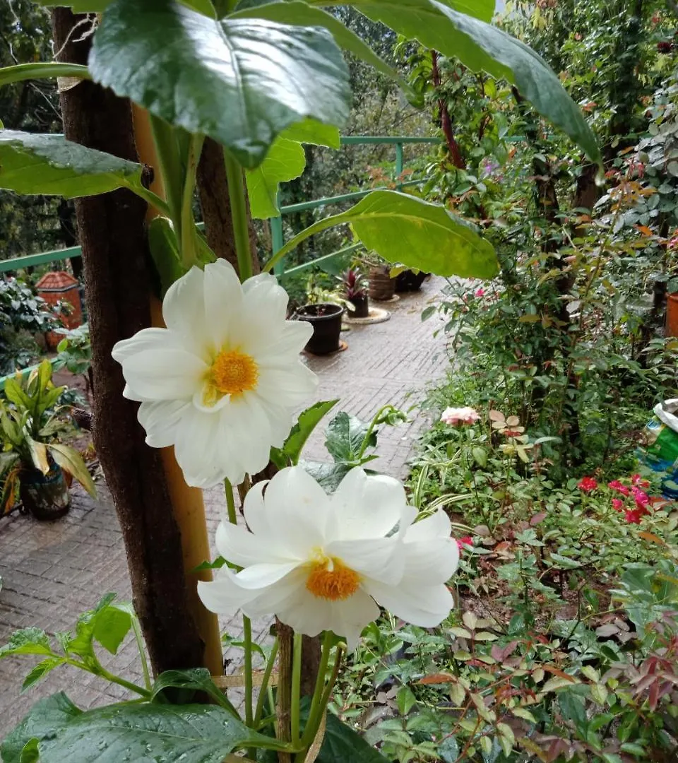 The Wayside Cottage Munnar 0*,  Inde