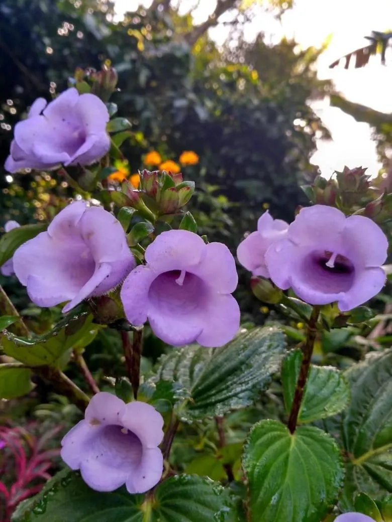 The Wayside Cottage Munnar Feriegård