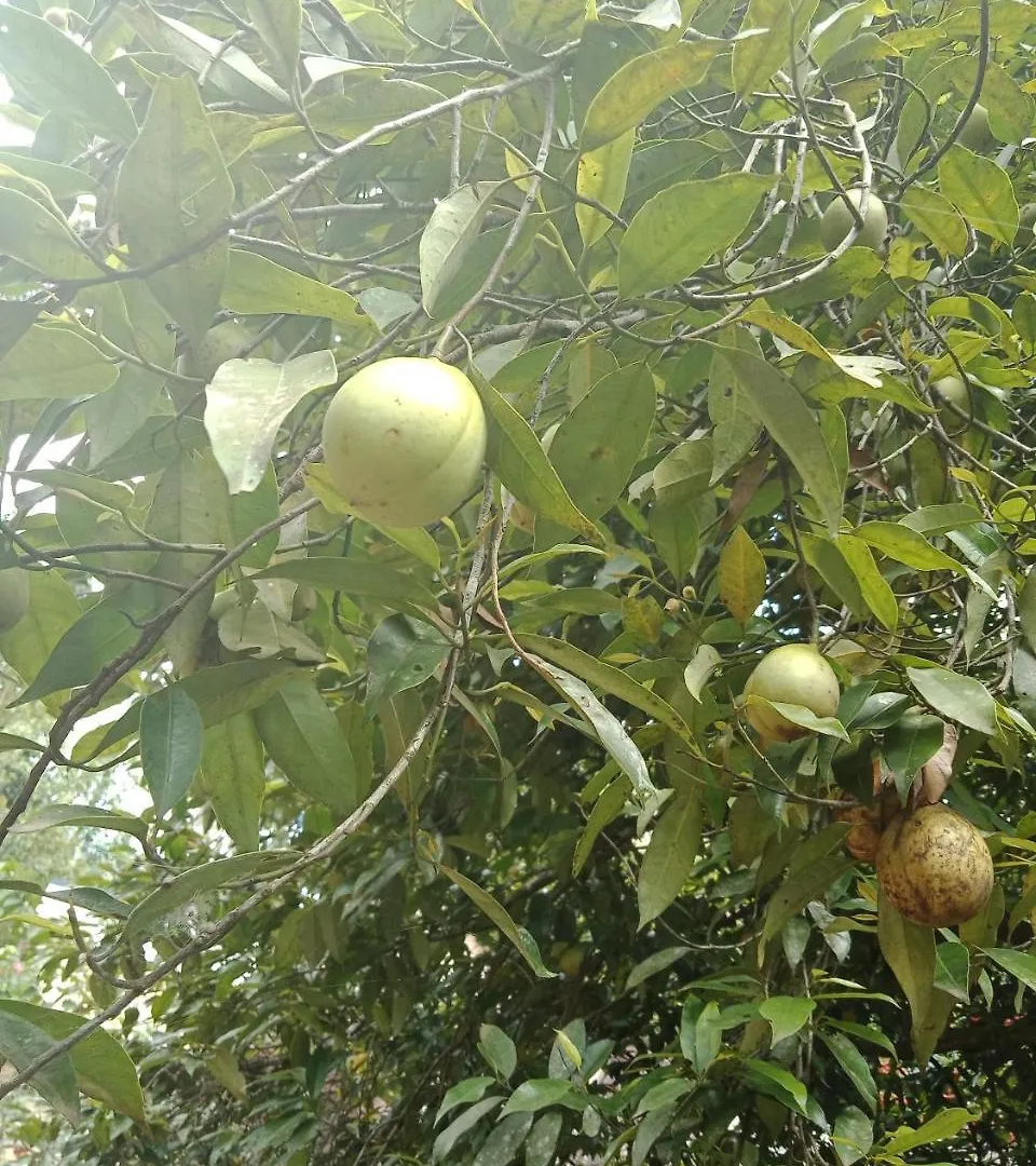 The Wayside Cottage Munnar Indie
